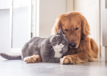 Tenant Has a Pet Without Permission? Here’s What to Do in East London